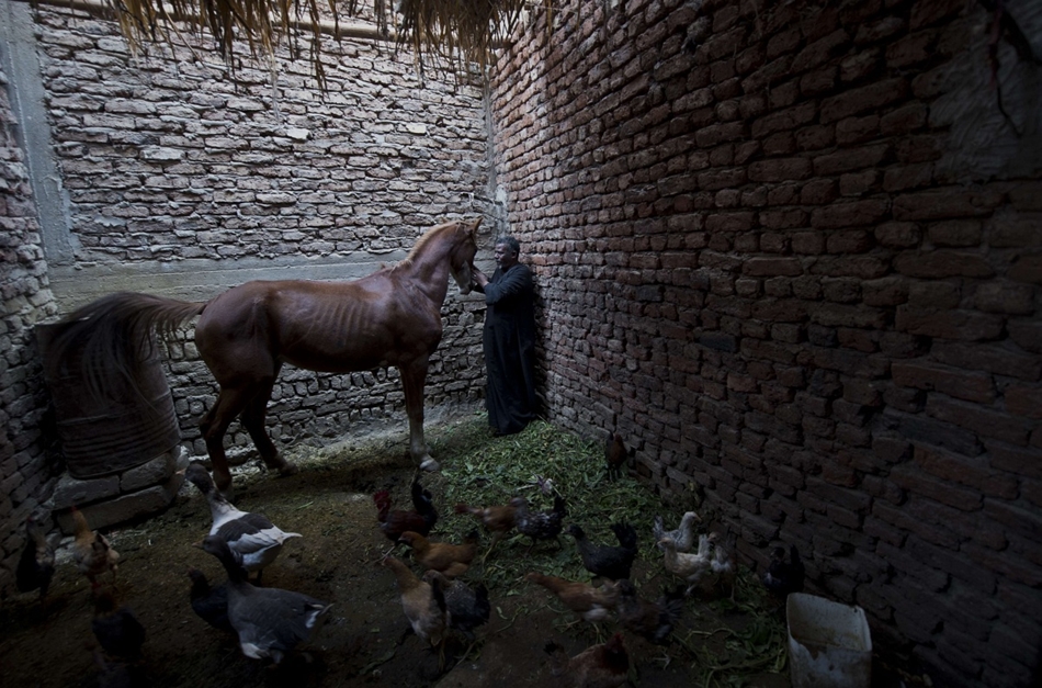 Luxor, Egyiptom: helyi kocsis házának udvarán