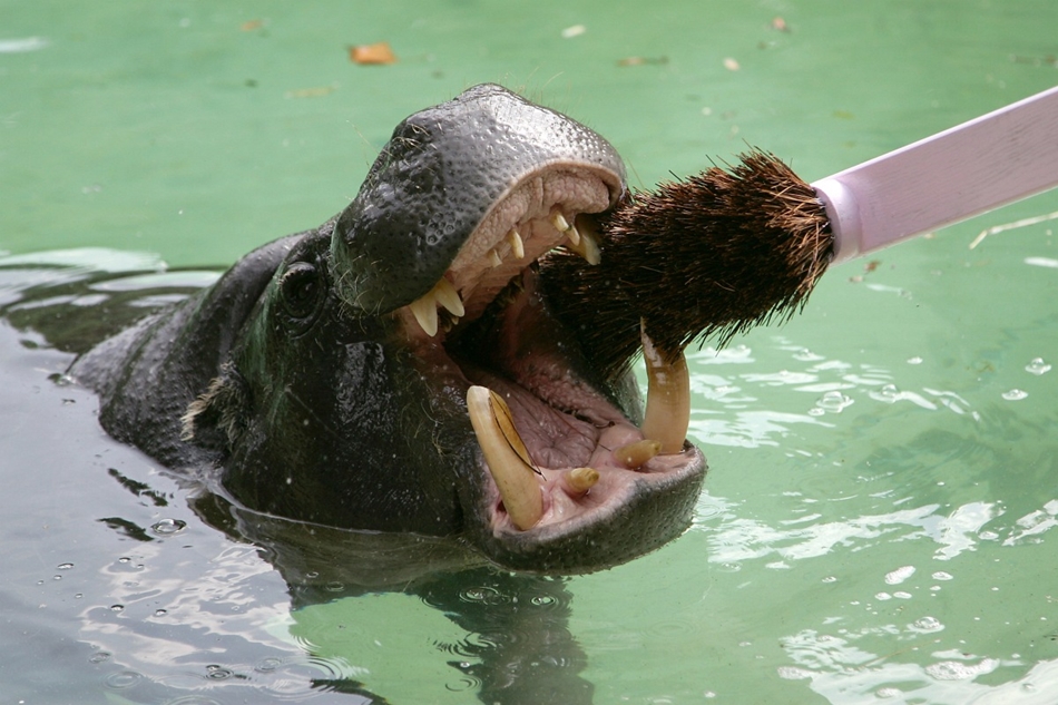 Másfél méteres fogkefével tisztítják Thug fogait a Londoni Állatkertben.