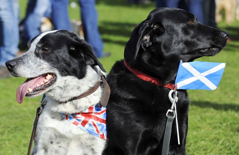 Egyesült Királyság - Kutyák brit és skót zászlóval